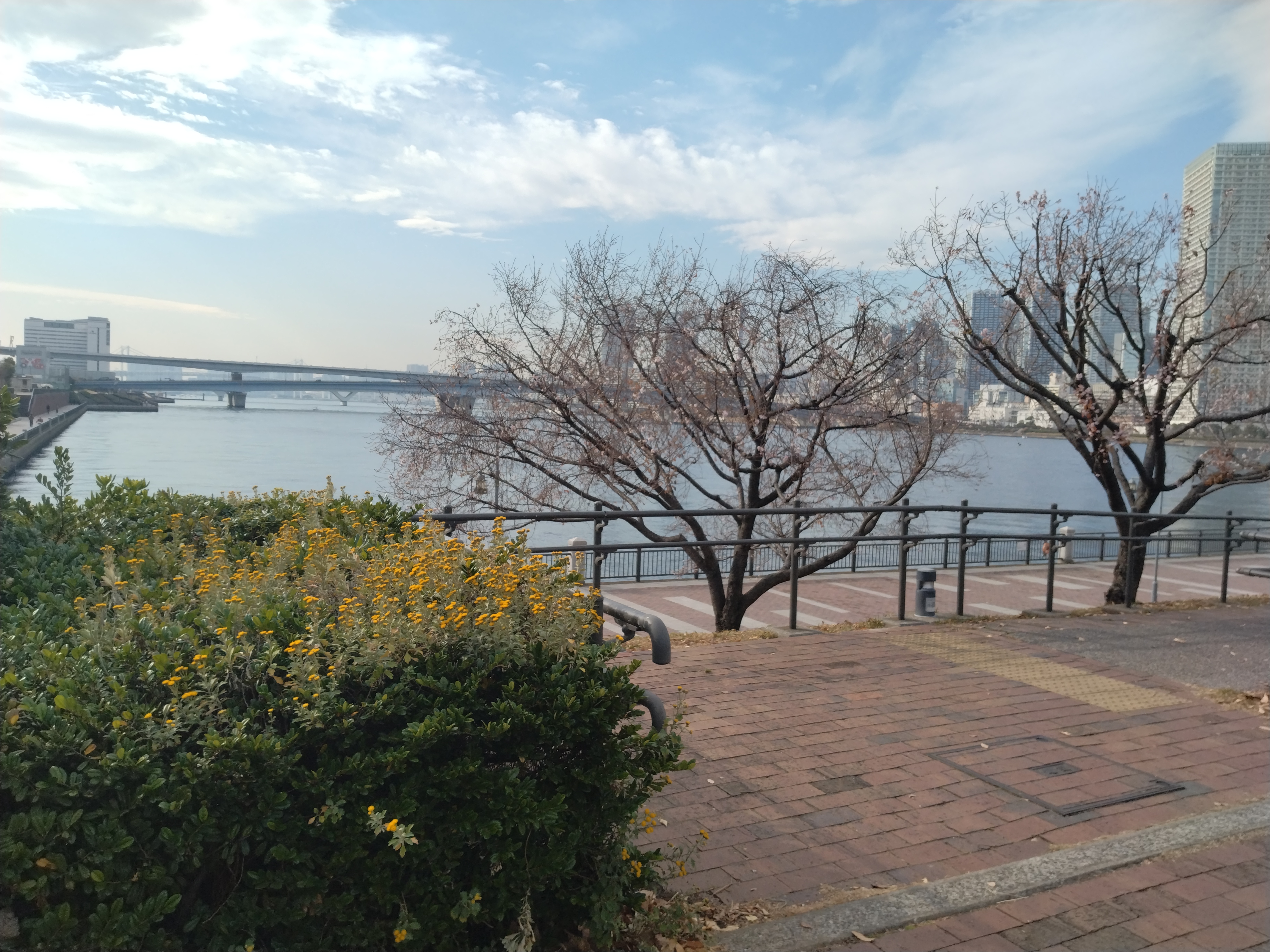 海を背景にした木々