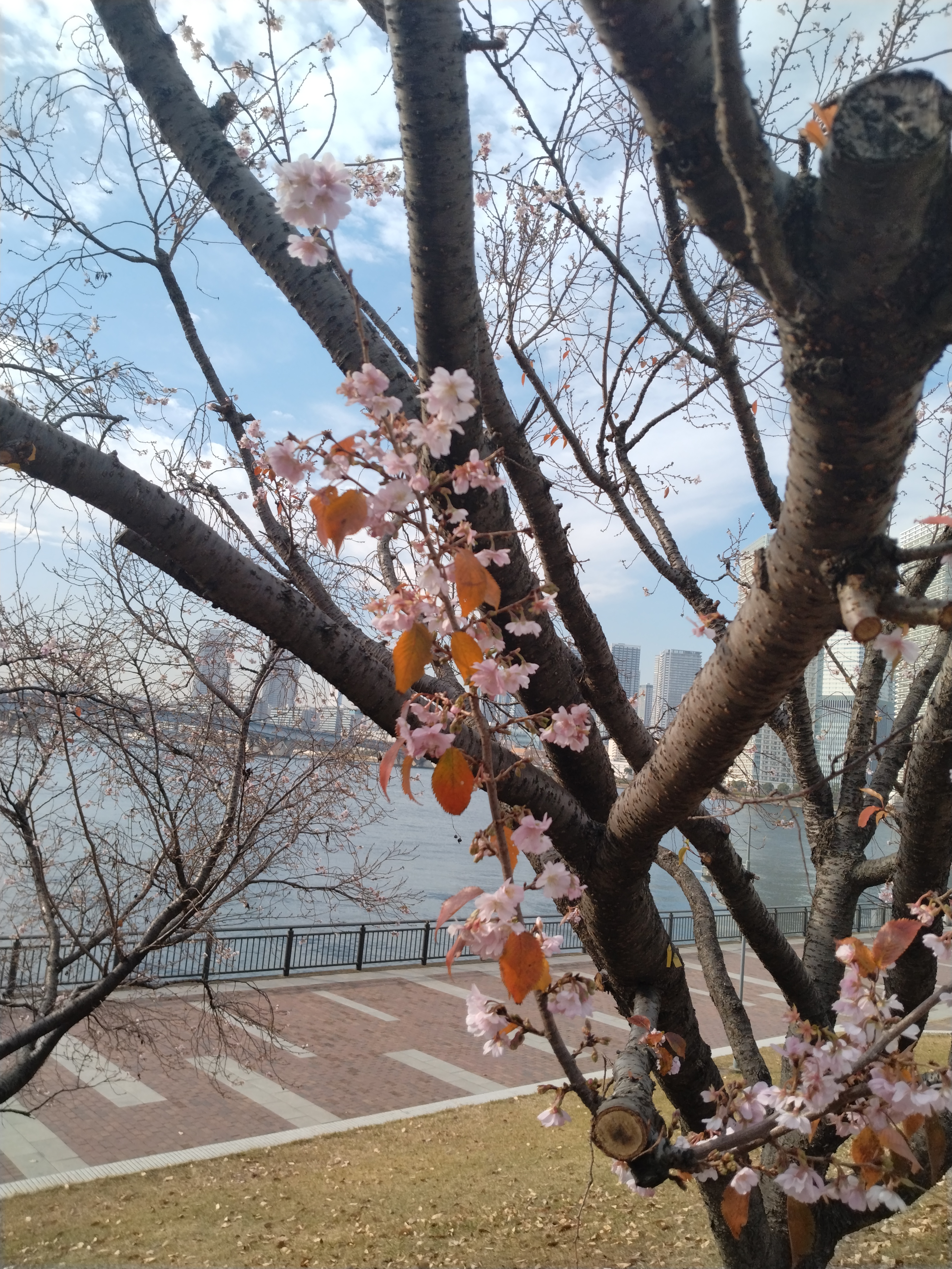 桜の木と広場の風景