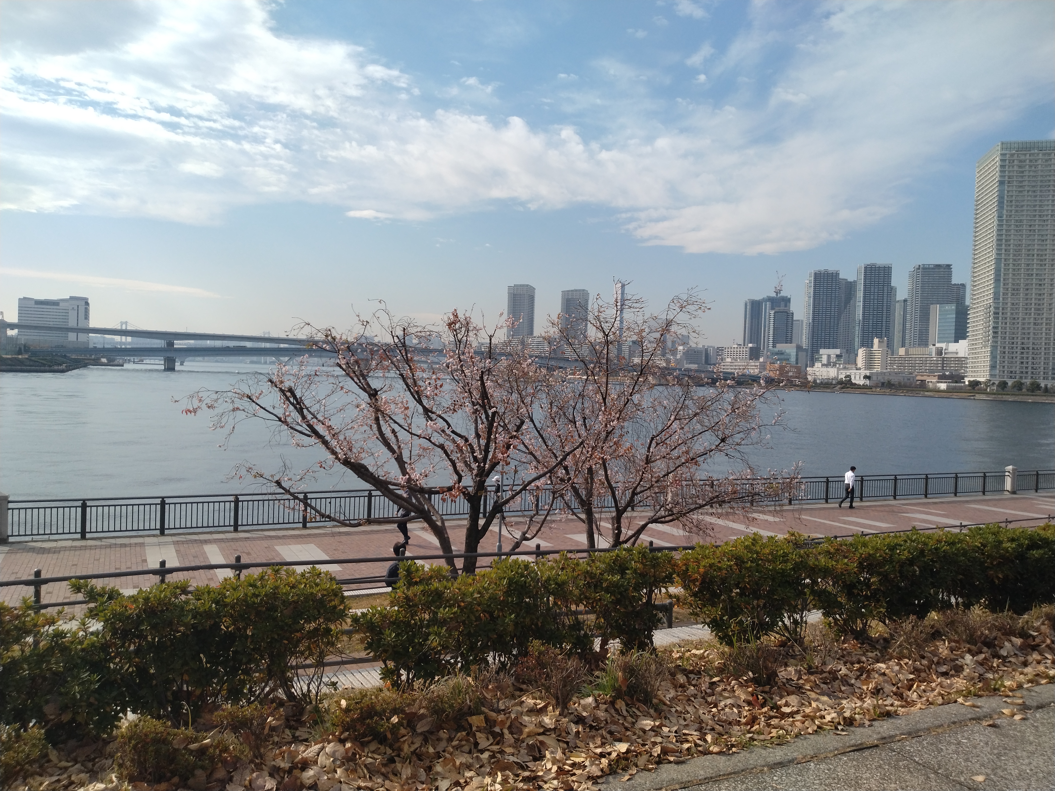 海を背景にした桜の木