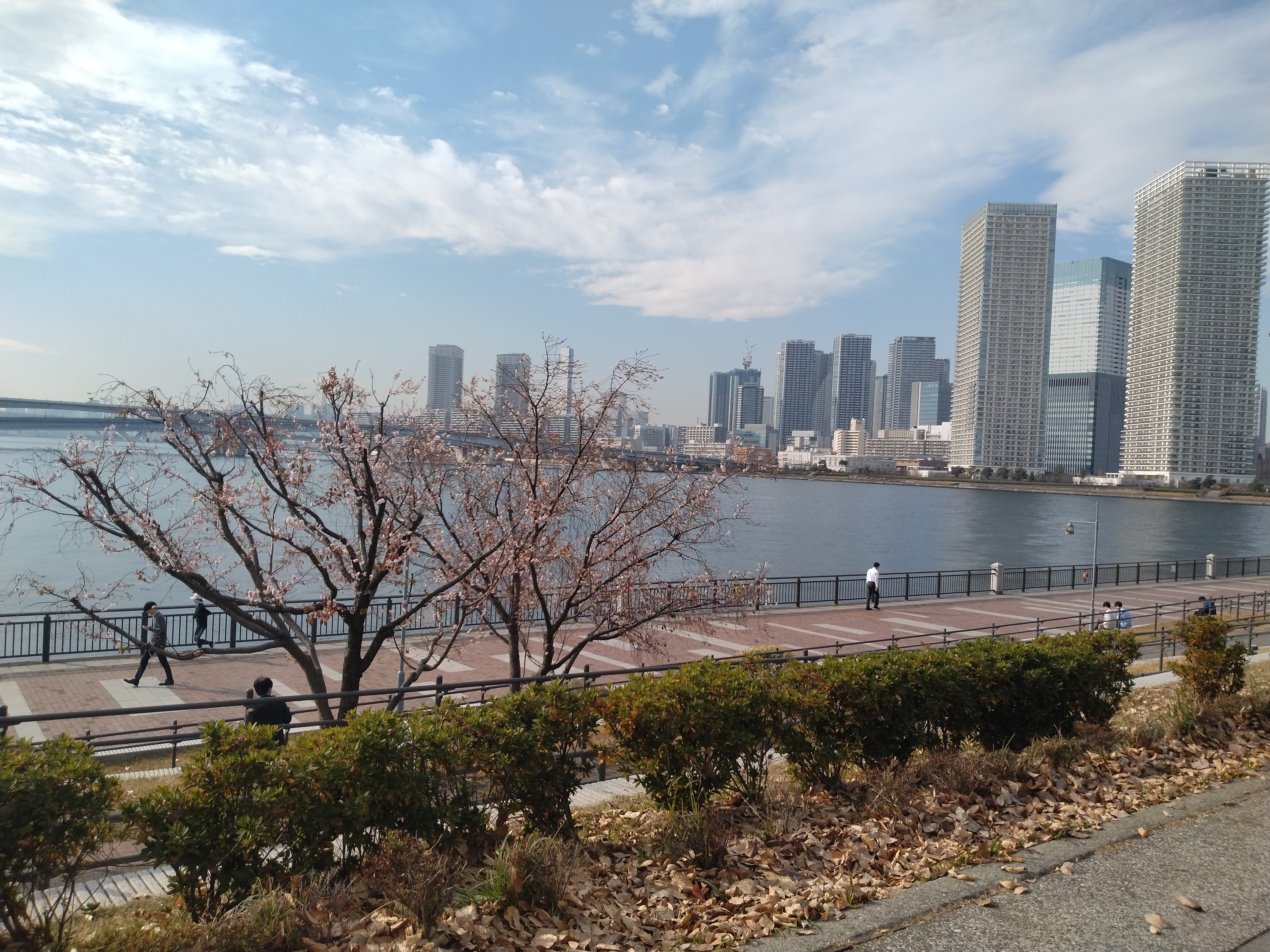 海辺に咲く桜の木