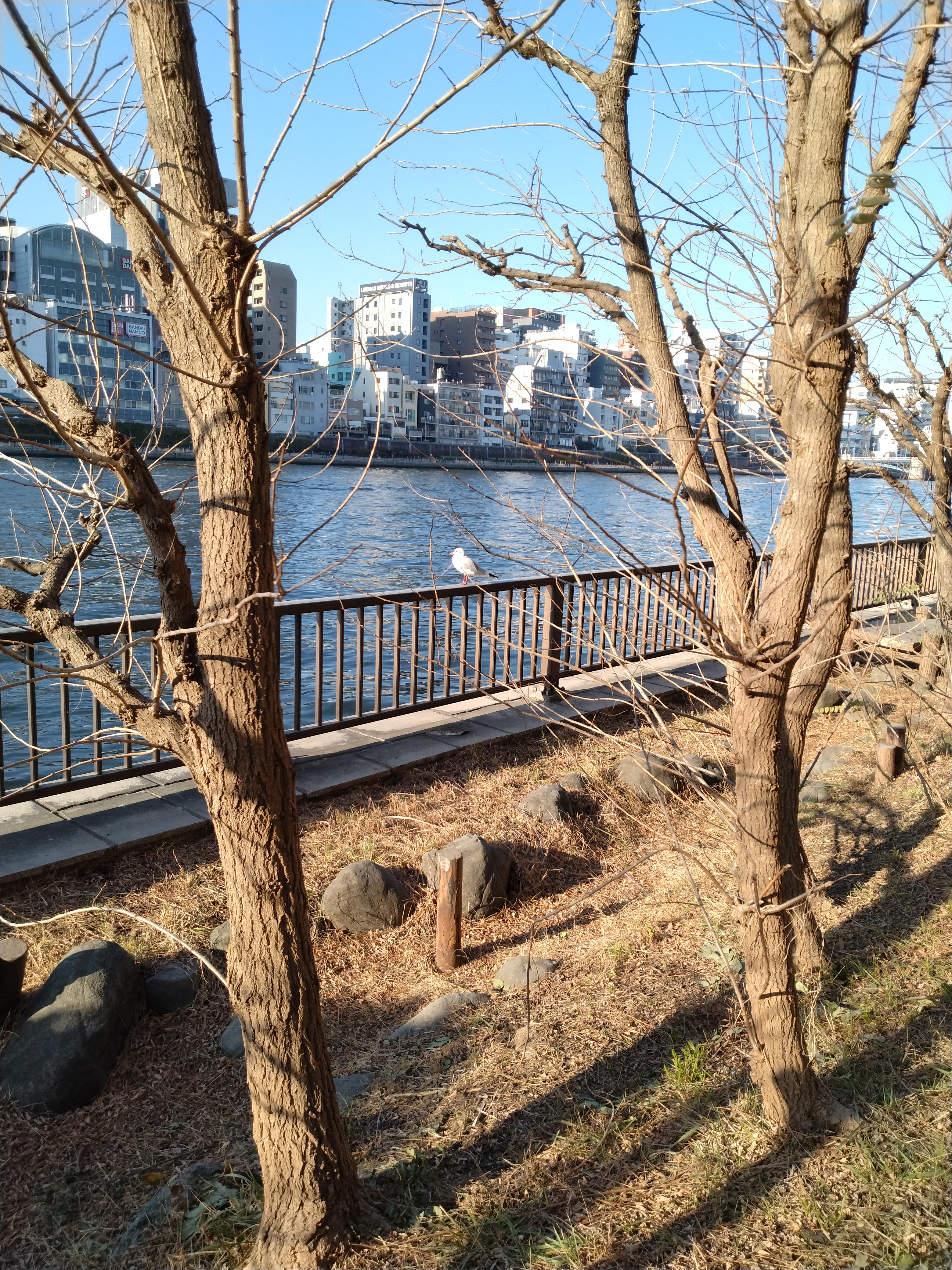 水辺に伸びる木々の影